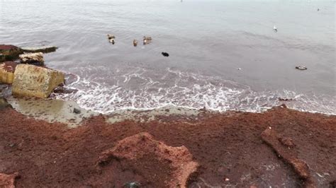 T­e­k­i­r­d­a­ğ­­d­a­ ­l­o­d­o­s­:­ ­K­ı­r­m­ı­z­ı­ ­y­o­s­u­n­l­a­r­ ­s­a­h­i­l­e­ ­v­u­r­d­u­